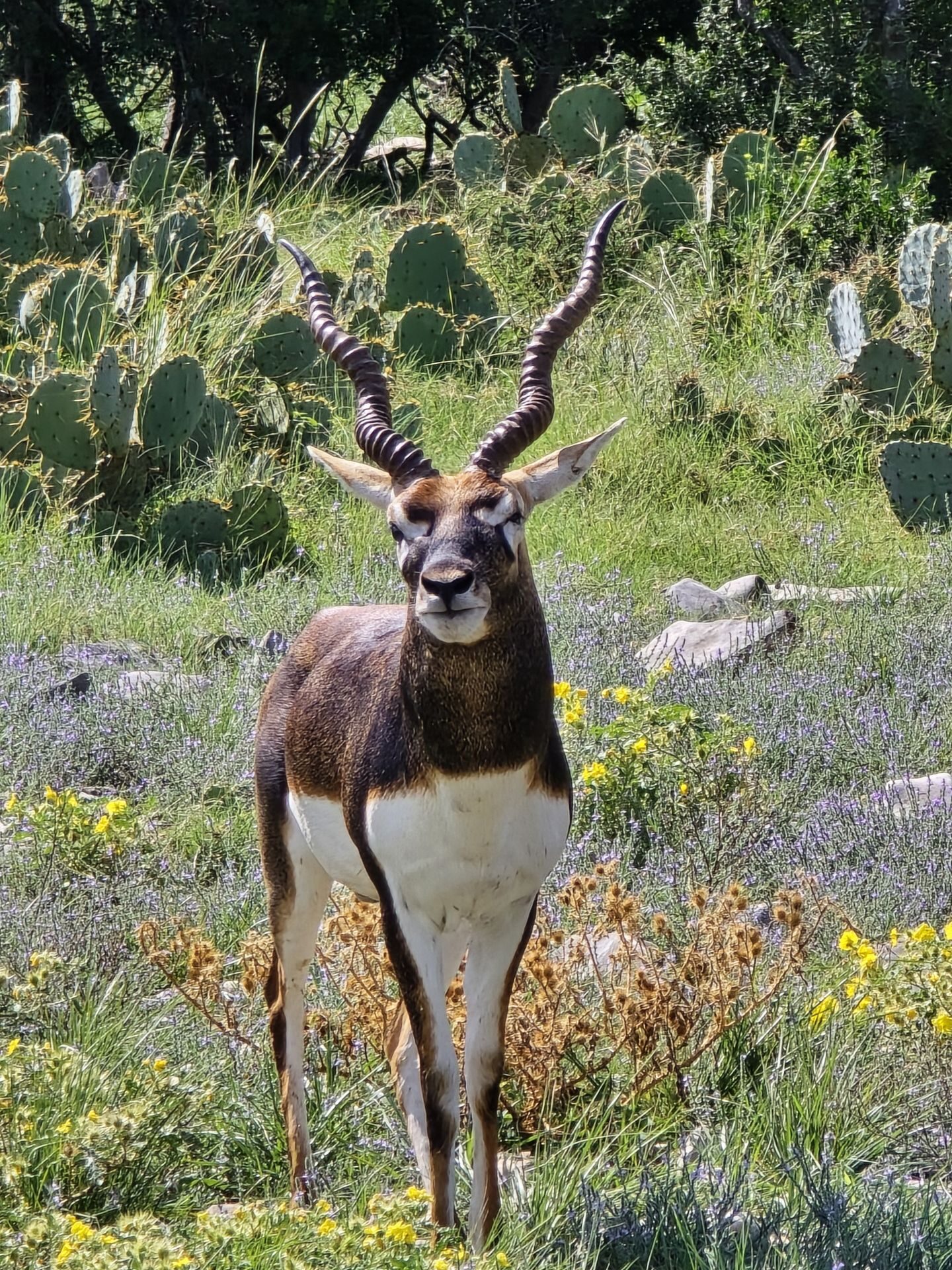 Blackbuck buck