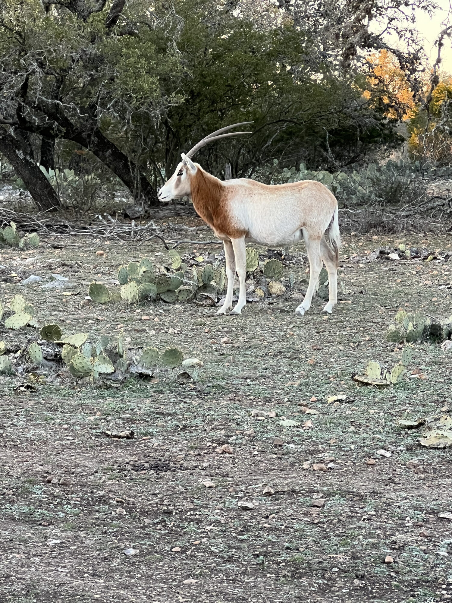 Scimitar Oryx