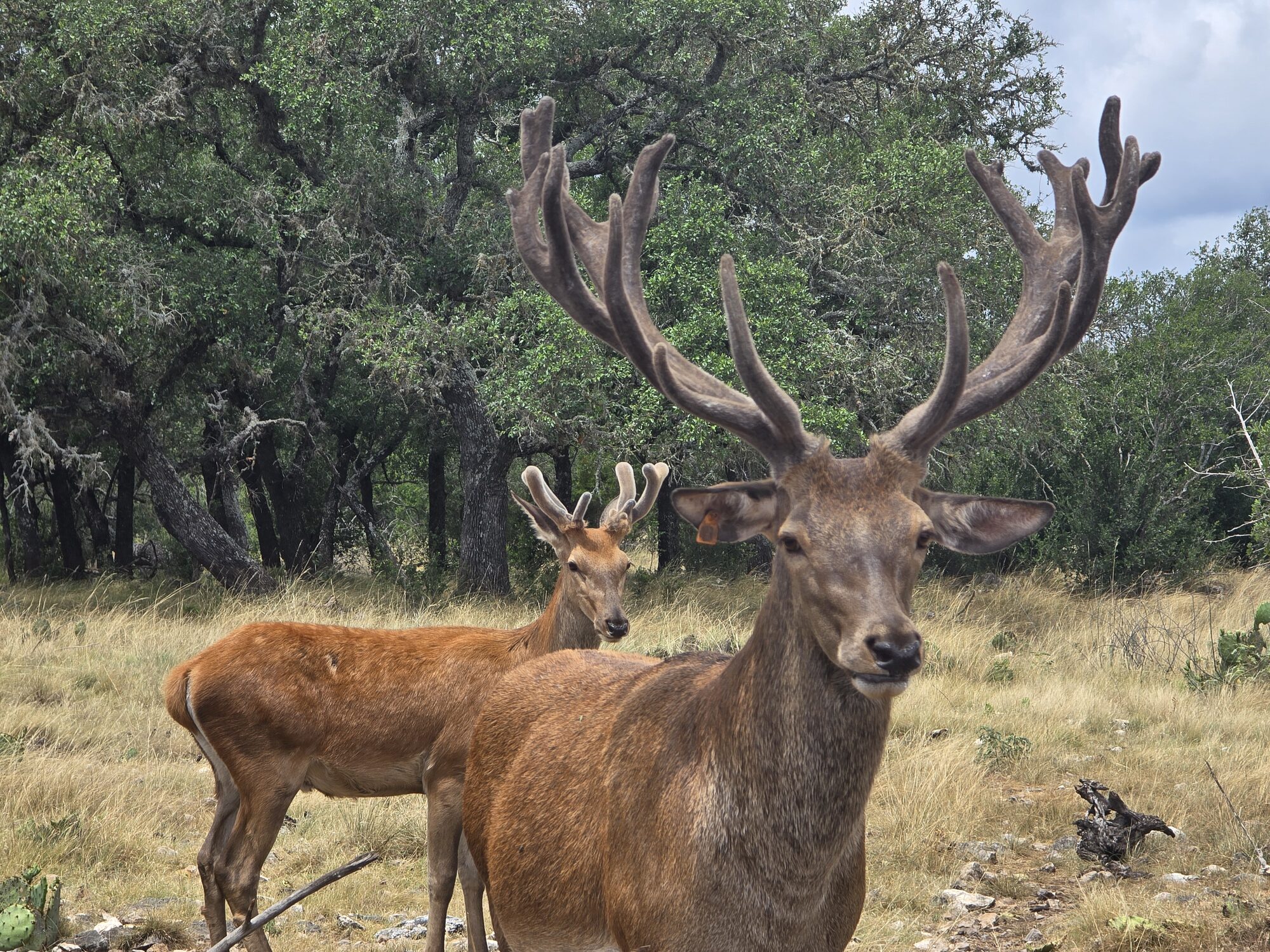 Red Stag