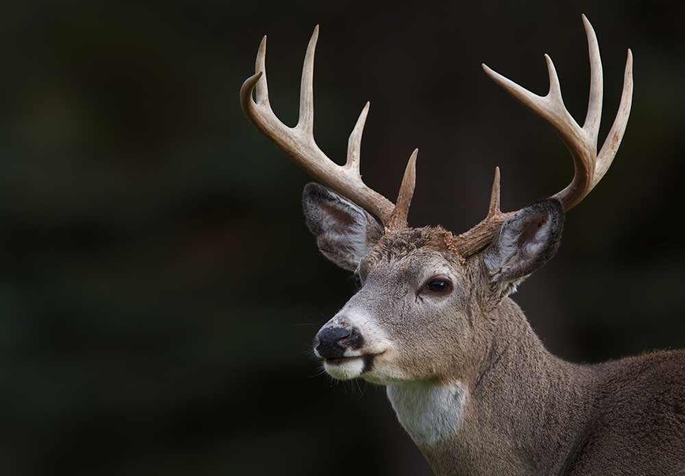 Whitetail buck
