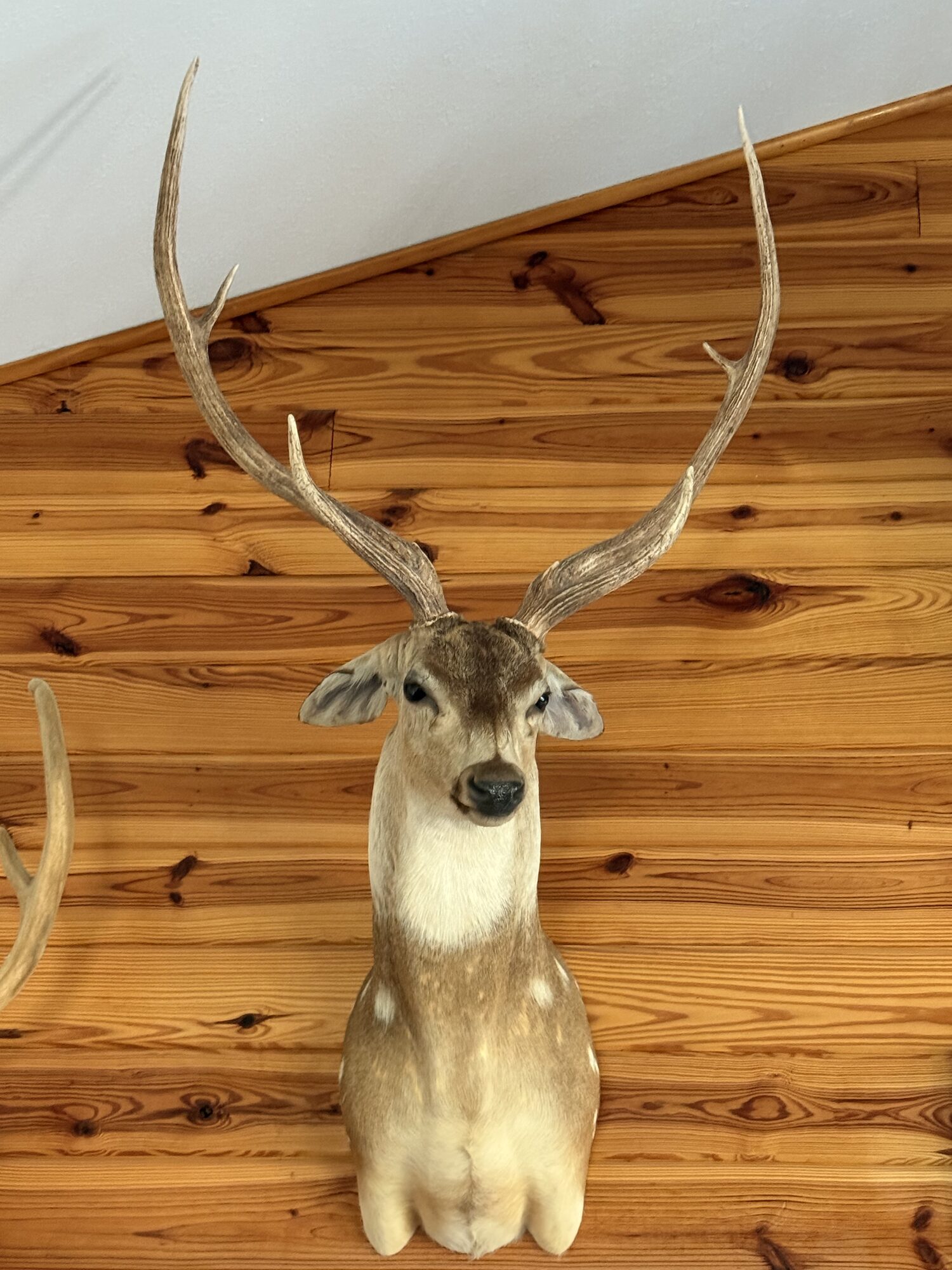 Hunter with trophy full body